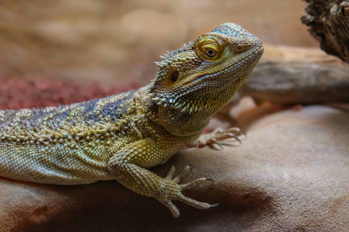 Пресмыкающиеся агама