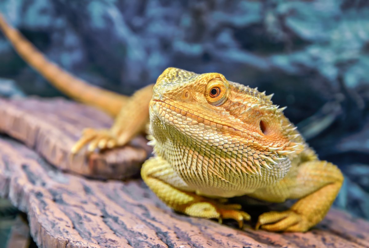 Пресмыкающиеся бородатая агама