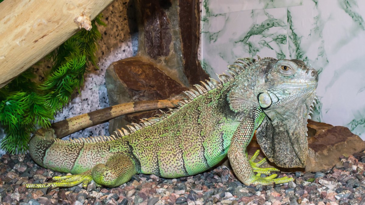 Рептилии игуана