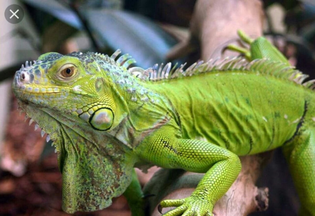 Зеленая игуана (Iguana Iguana)