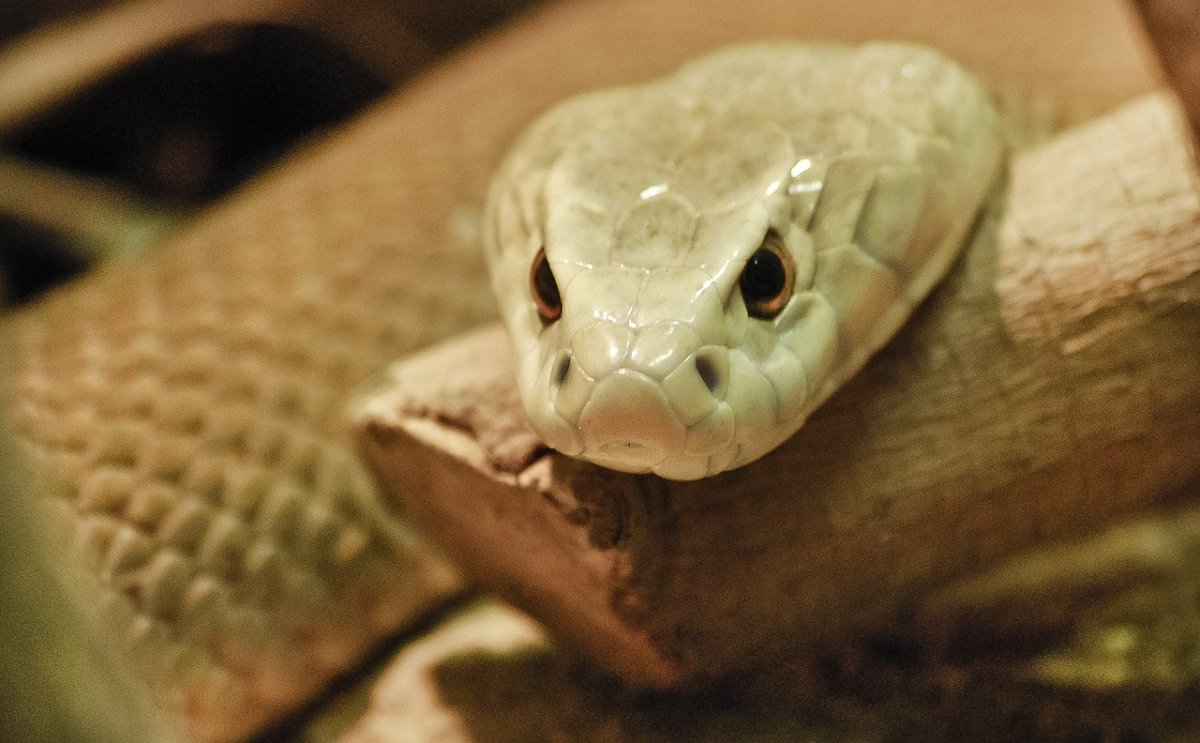 Змея и черепаха