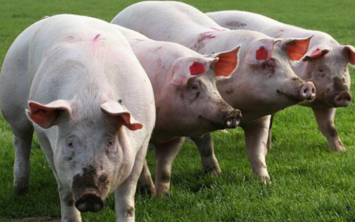 Генномодифицированные свиньи
