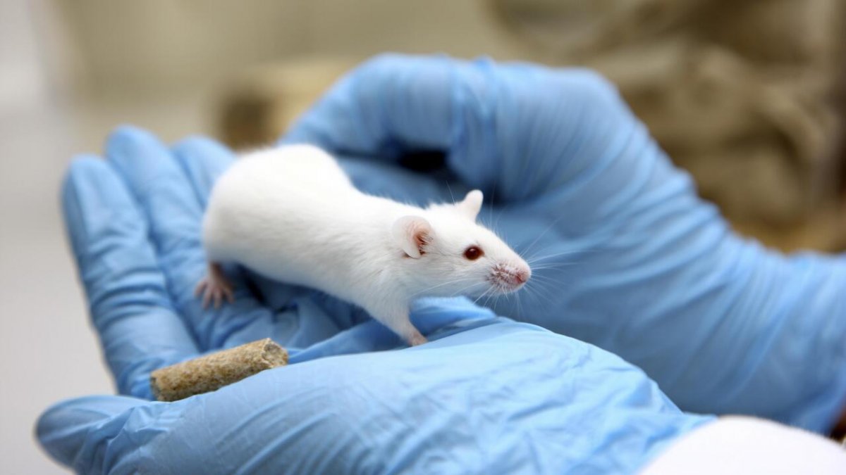 Первые трансгенные животные