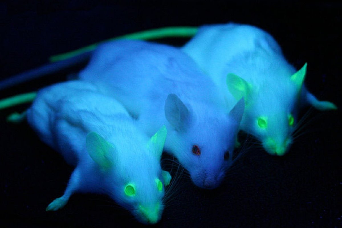 Трансгенная мышь