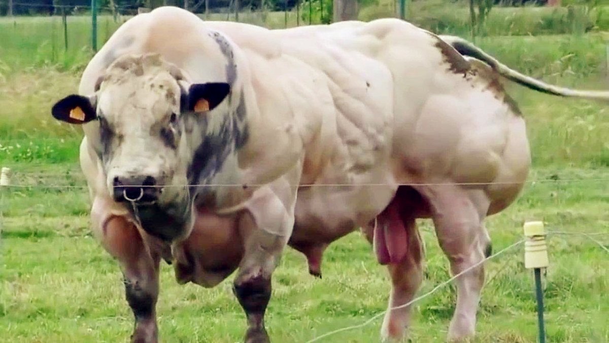 Накаченный бык