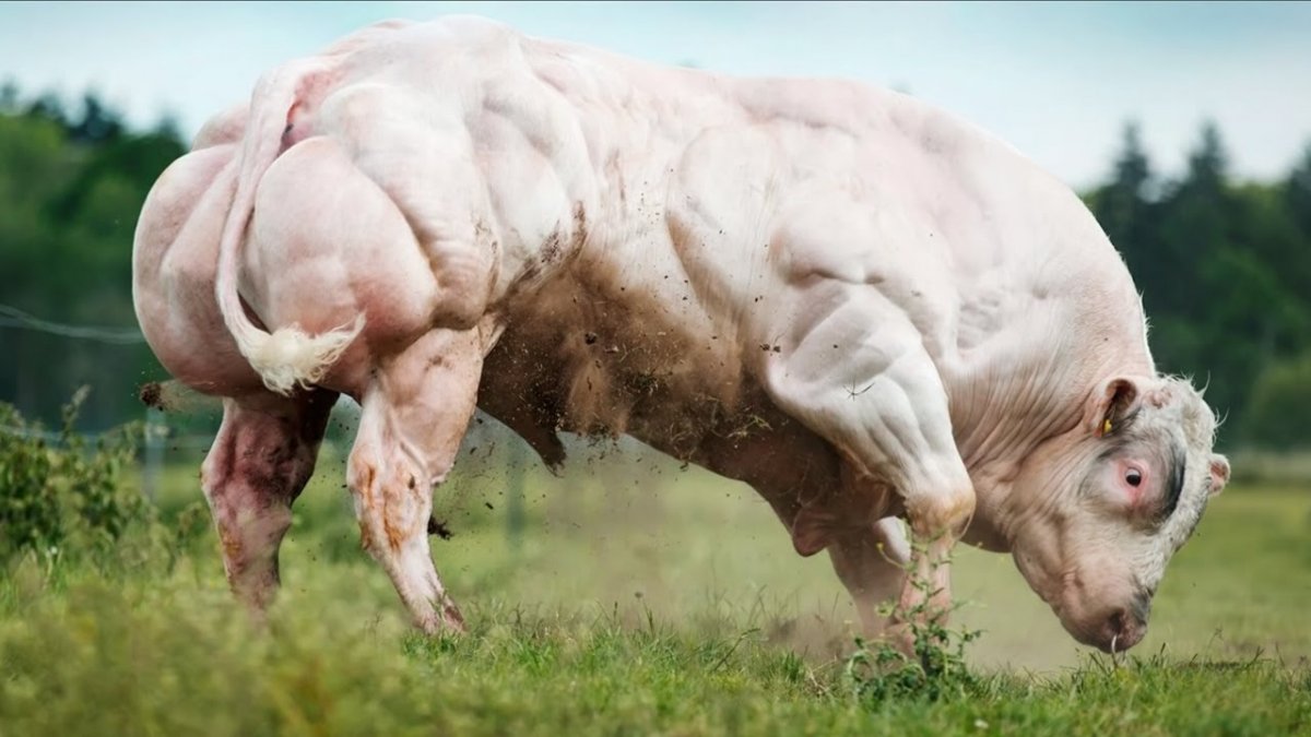 Бельгийская голубая корова