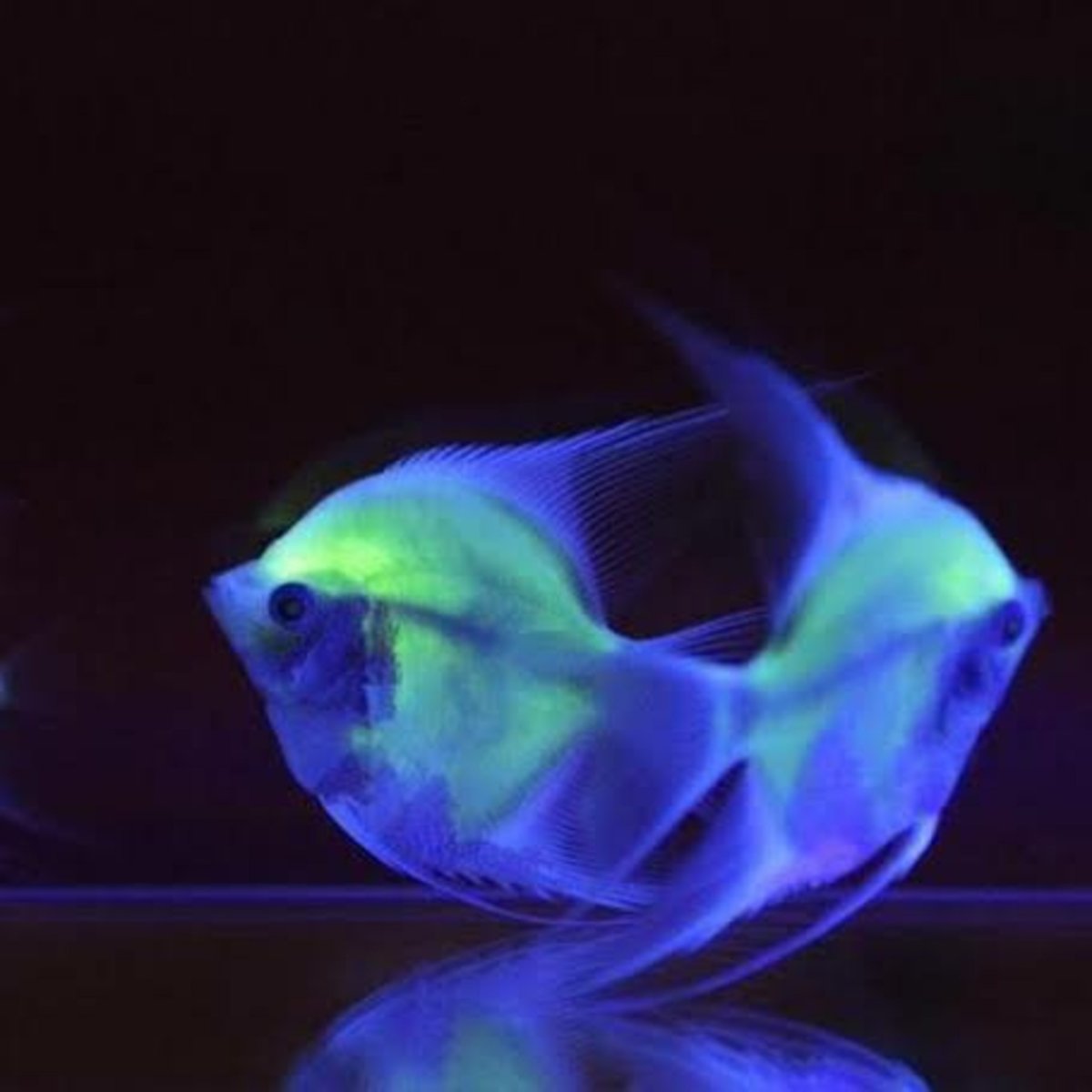 Овцы со светящимися глазами