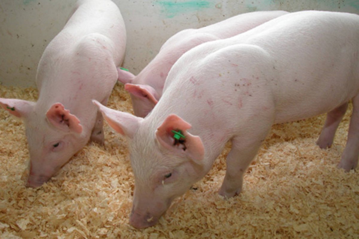 Генномодифицированные свиньи