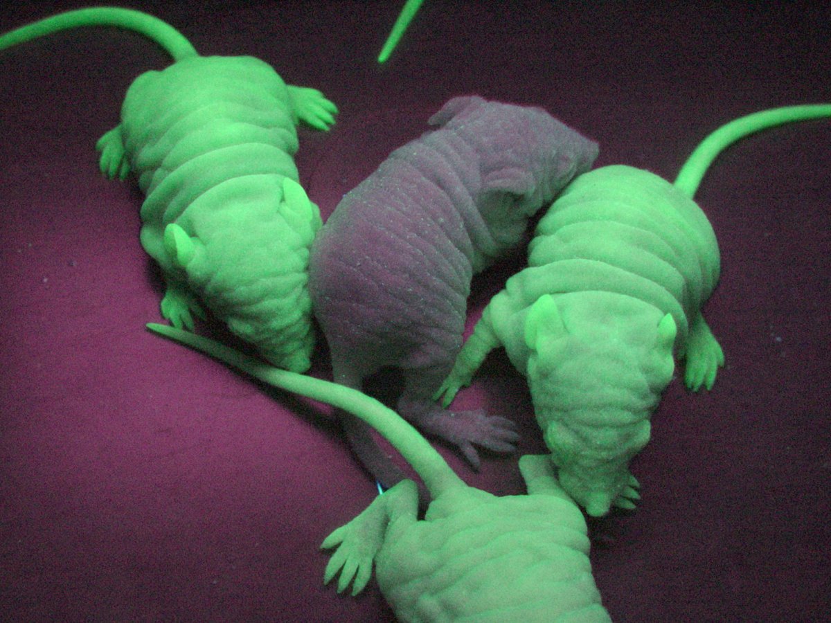 Трансгенные светящиеся мыши