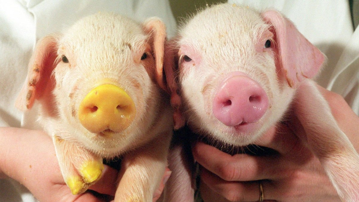 Трансгенные животные