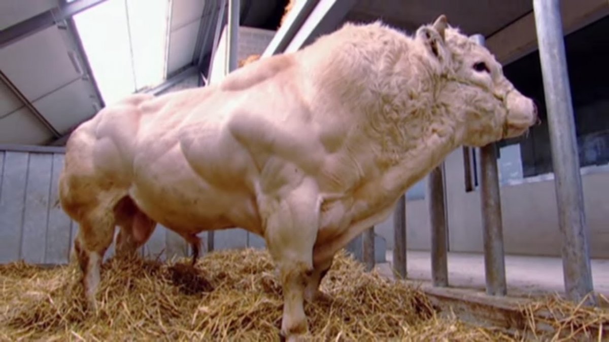 ГМО В животноводстве