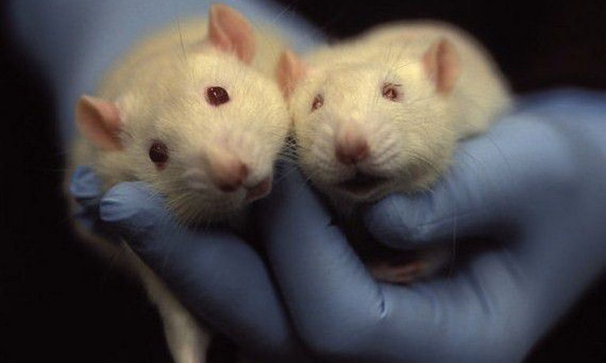 Трансгенные (флуоресцирующие) рыбки