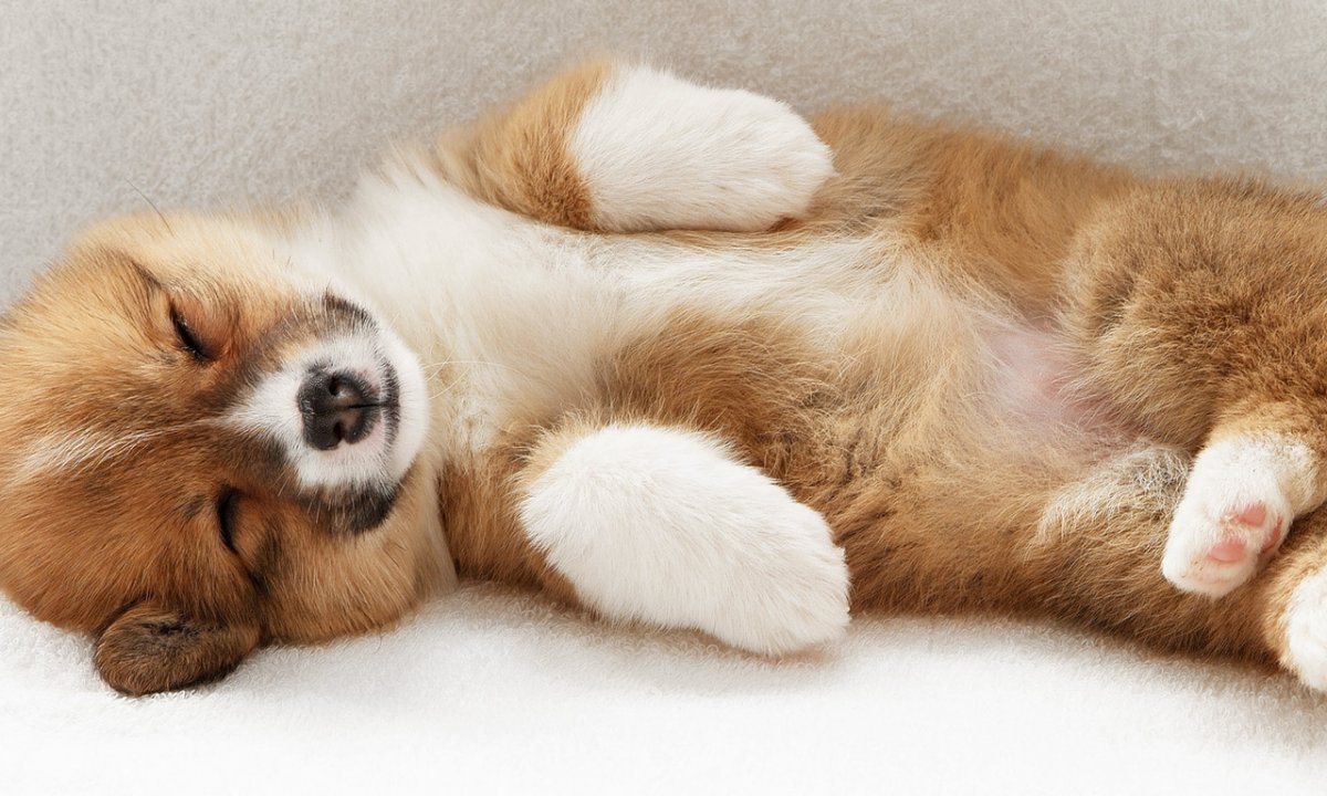 Милые спящие животные