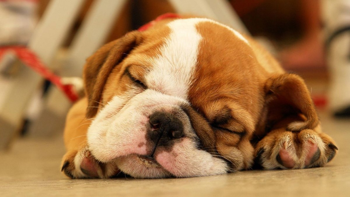 Английский бульдог и чихуахуа