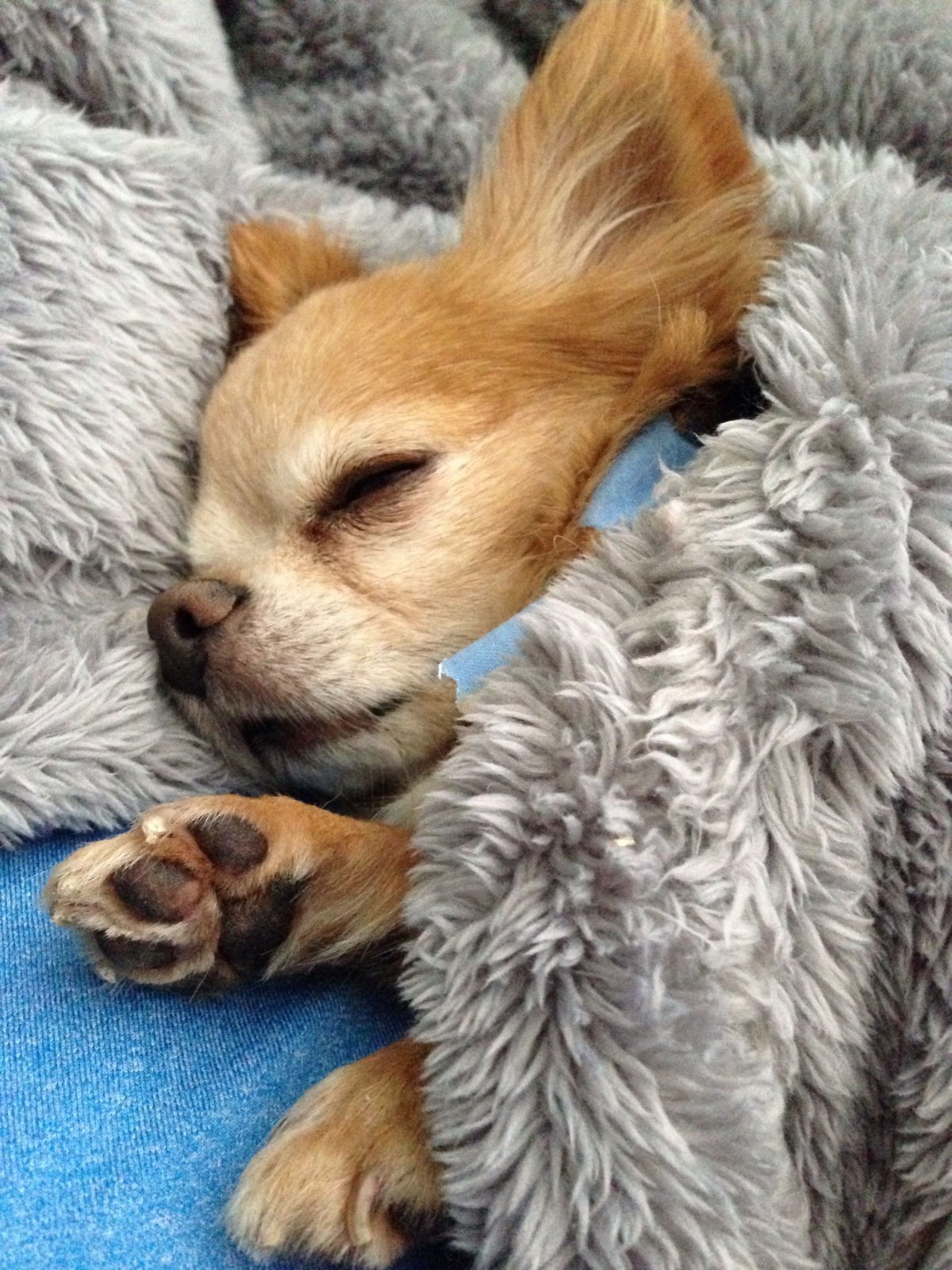 Собака спит