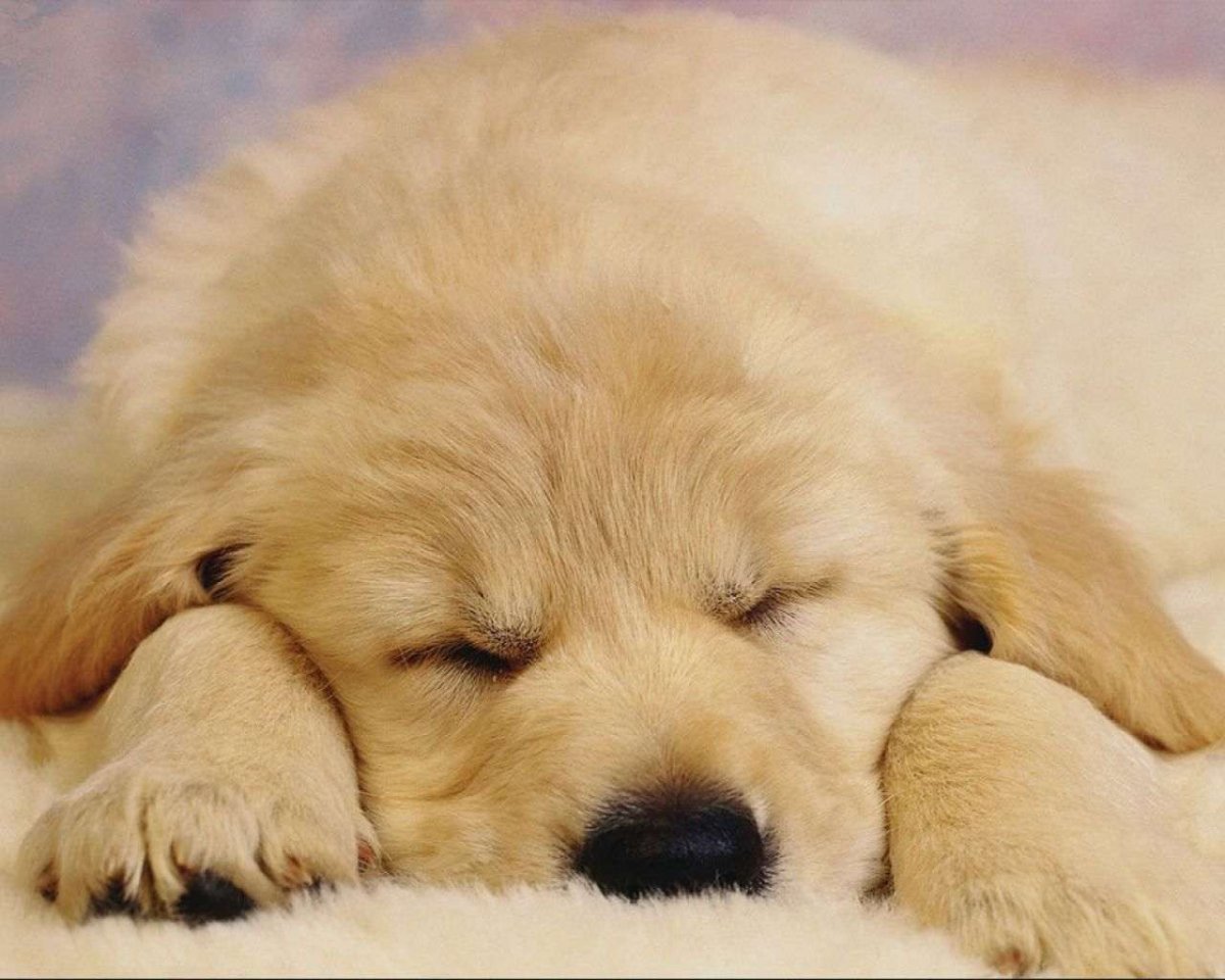 Спокойной ночи собака