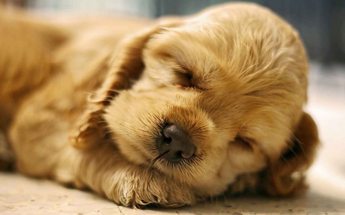 Спящие щеночки