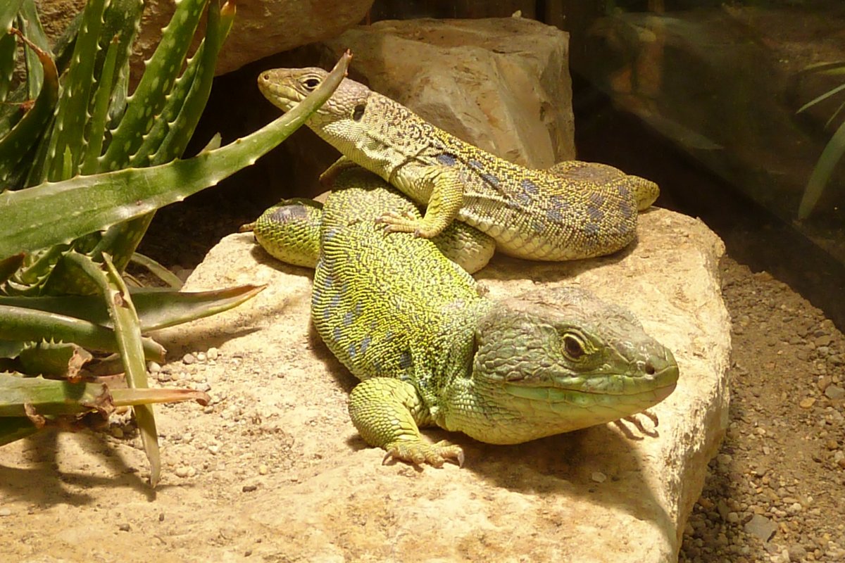 Холоднокровные пресмыкающиеся