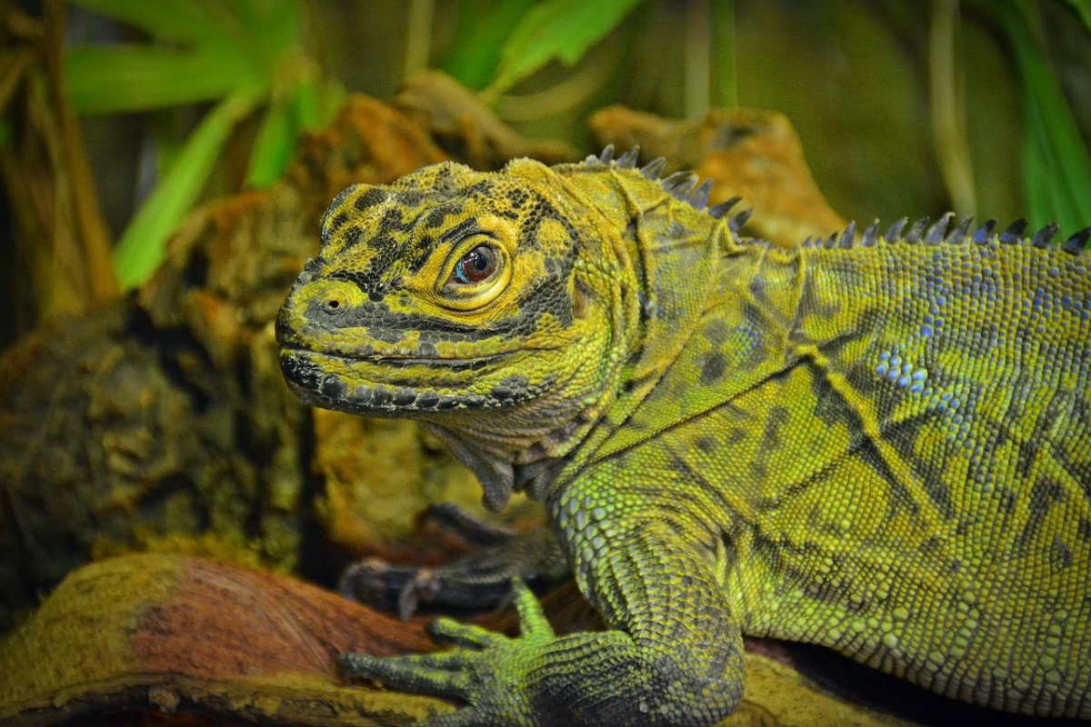 Холоднокровные рептилии