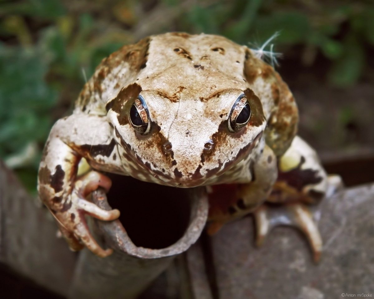 Рептилии Варан черепаха