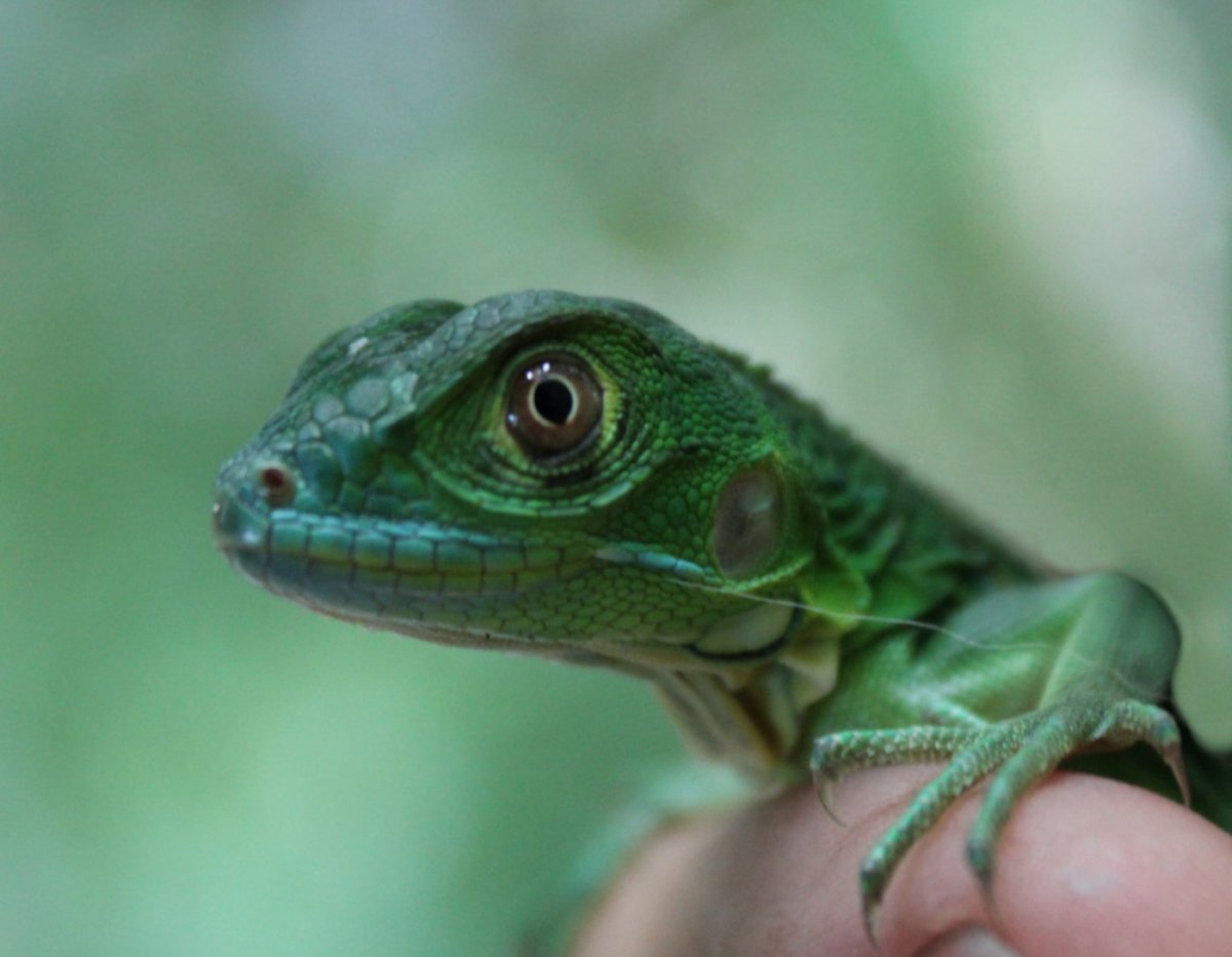 Пойкилотермные животные