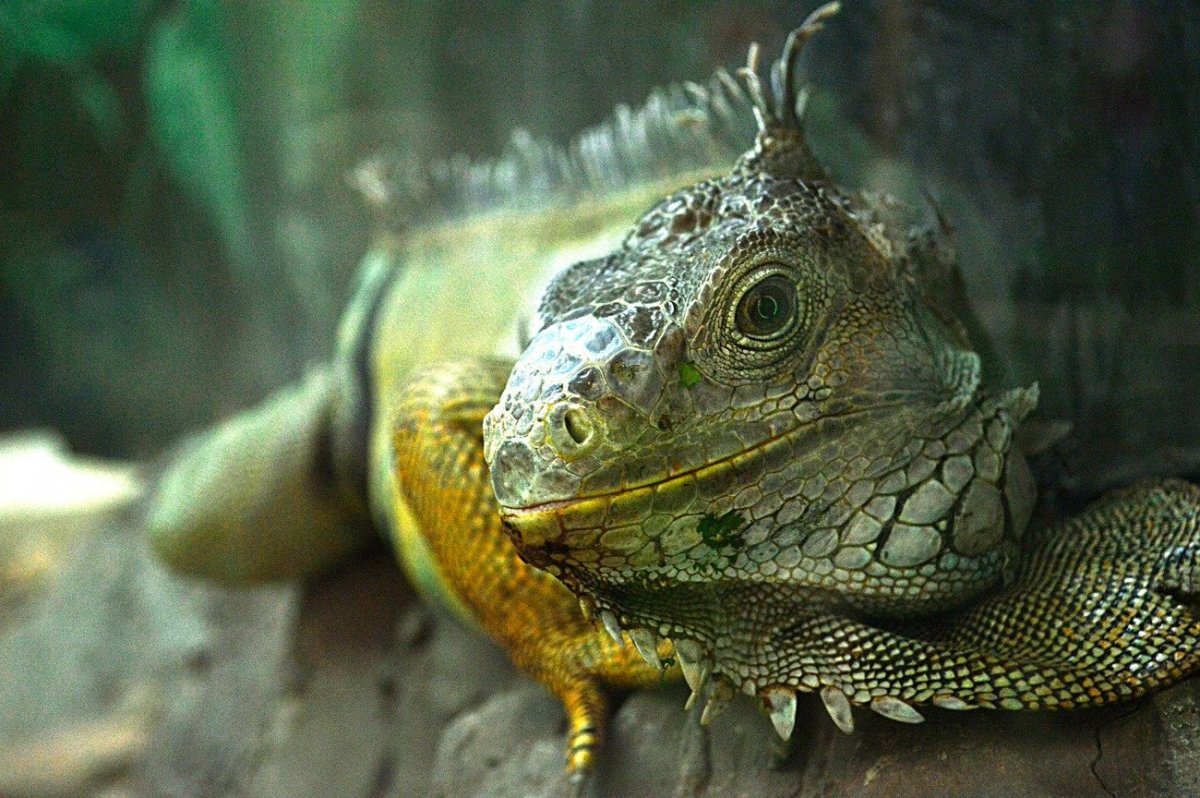 Холоднокровные рептилии