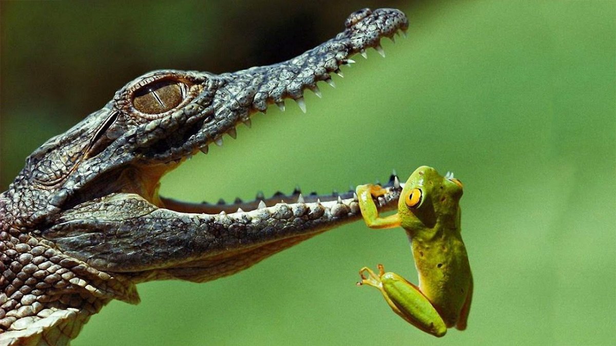 Милый крокодил