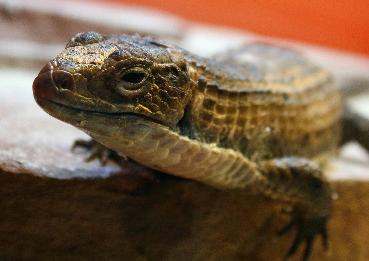 Холоднокровные рептилии