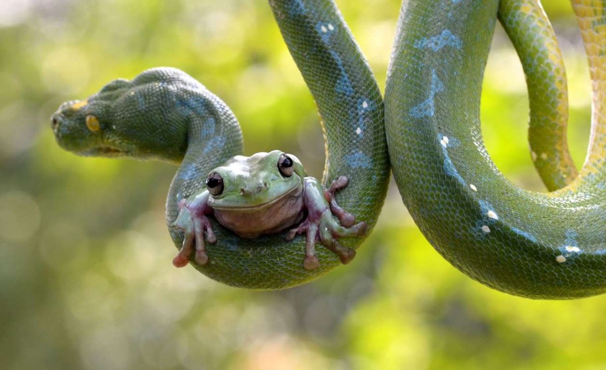 Красноухая лягушка