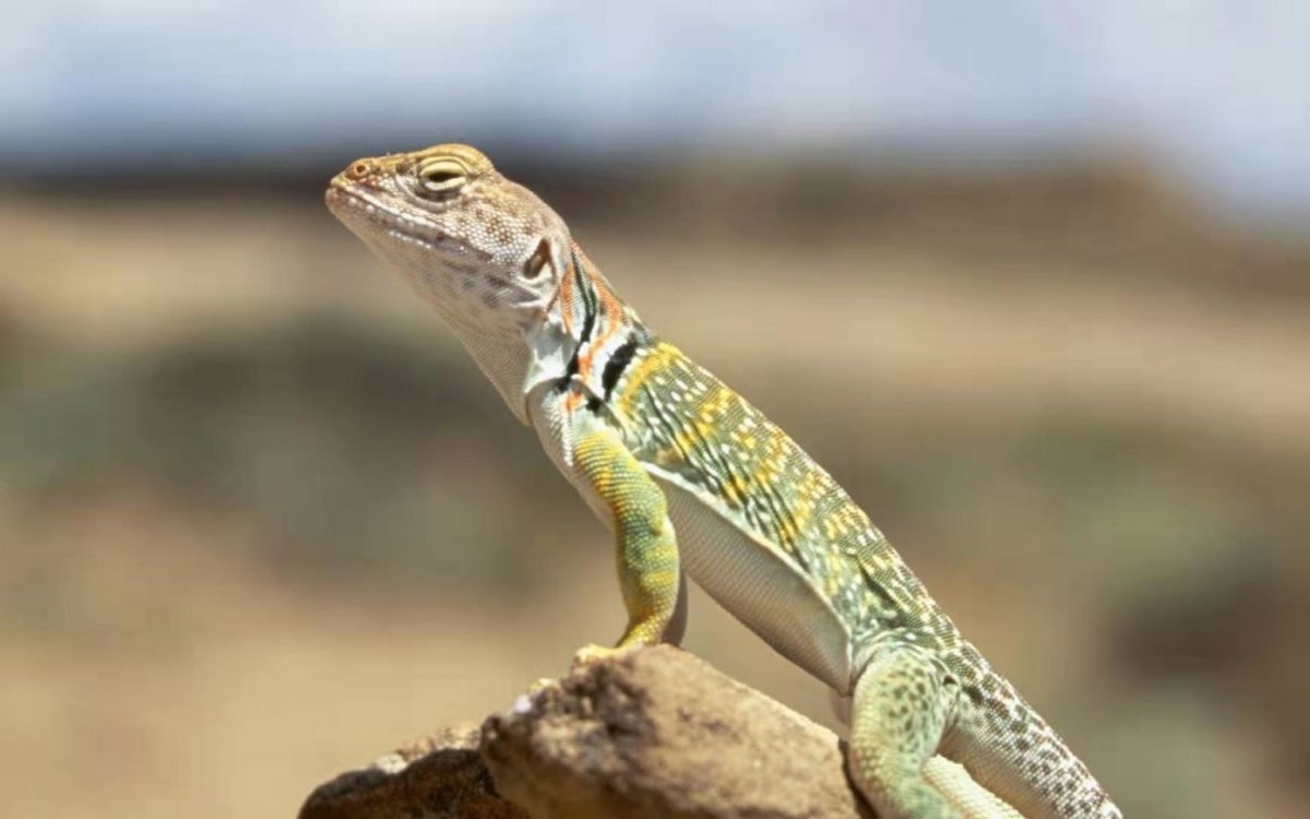 Агама, игуана, Варан, круглоголовка - ящерицы ?