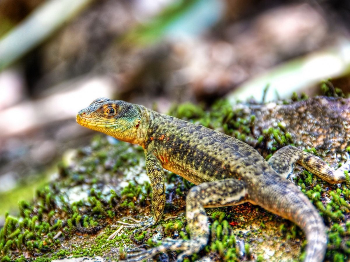 Тритон ящерица