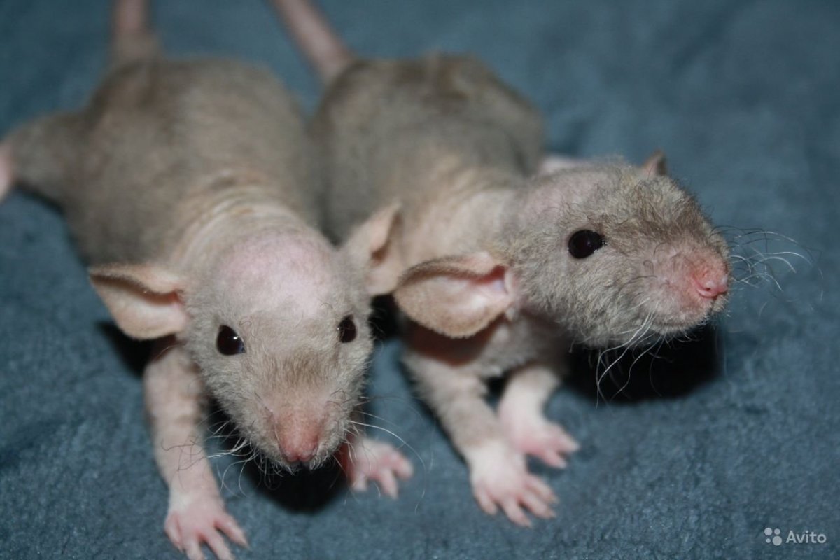 Крысы породы Дабл рекс