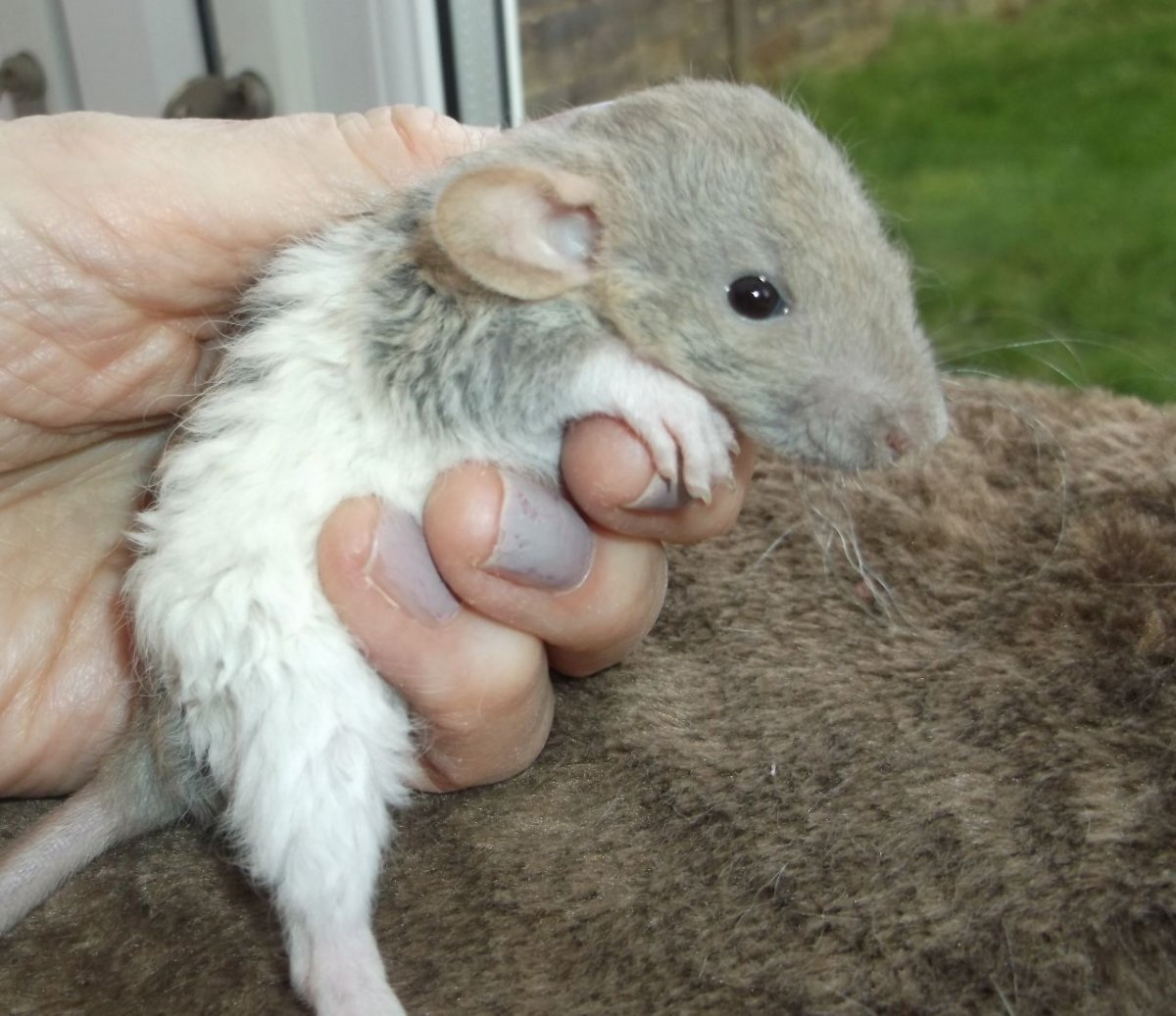 Питомник Ульяновск крысята