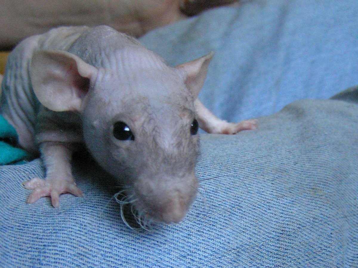 Воронеж мышь купить питомник