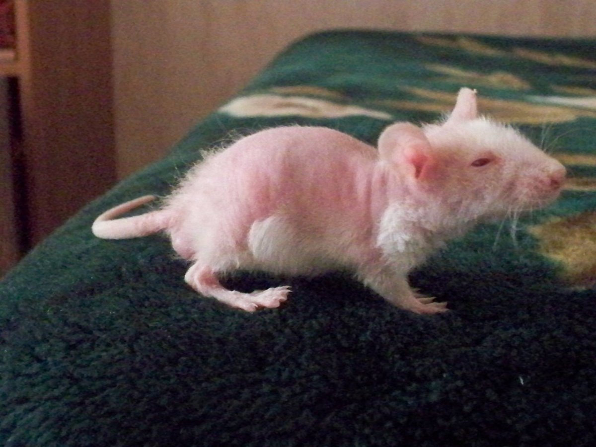 Крыса Дабл рекс