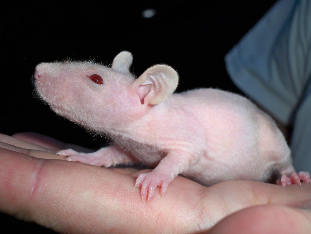 Декоративная крыса Дамбо рекс