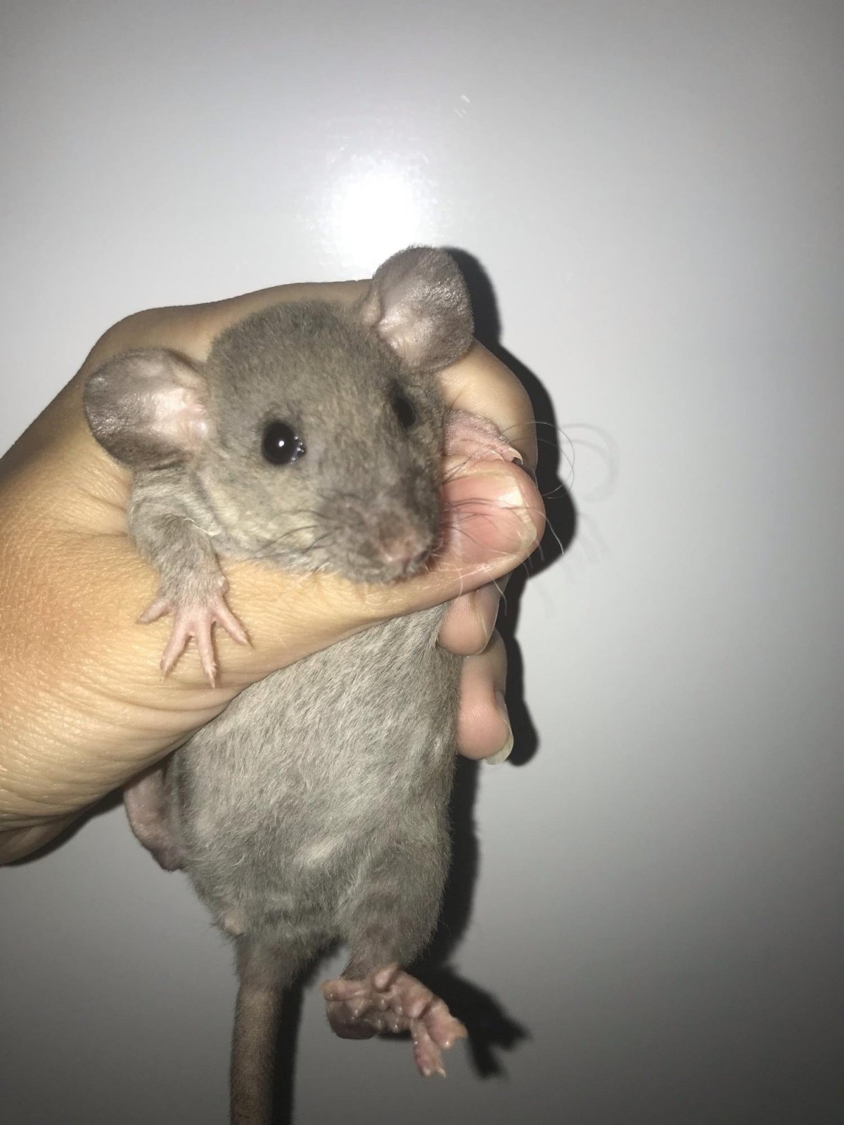 Крыса Дамбо Дабл рекс