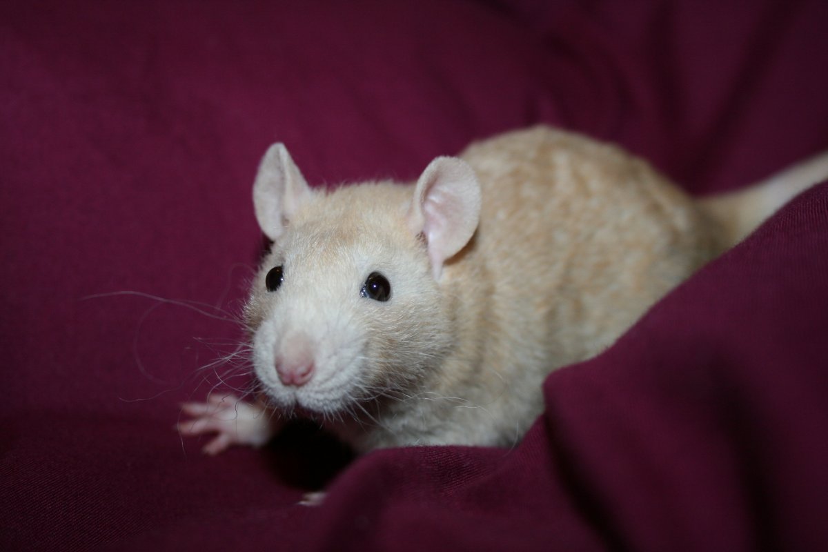 Декоративная крыса Дабл рекс Сиам