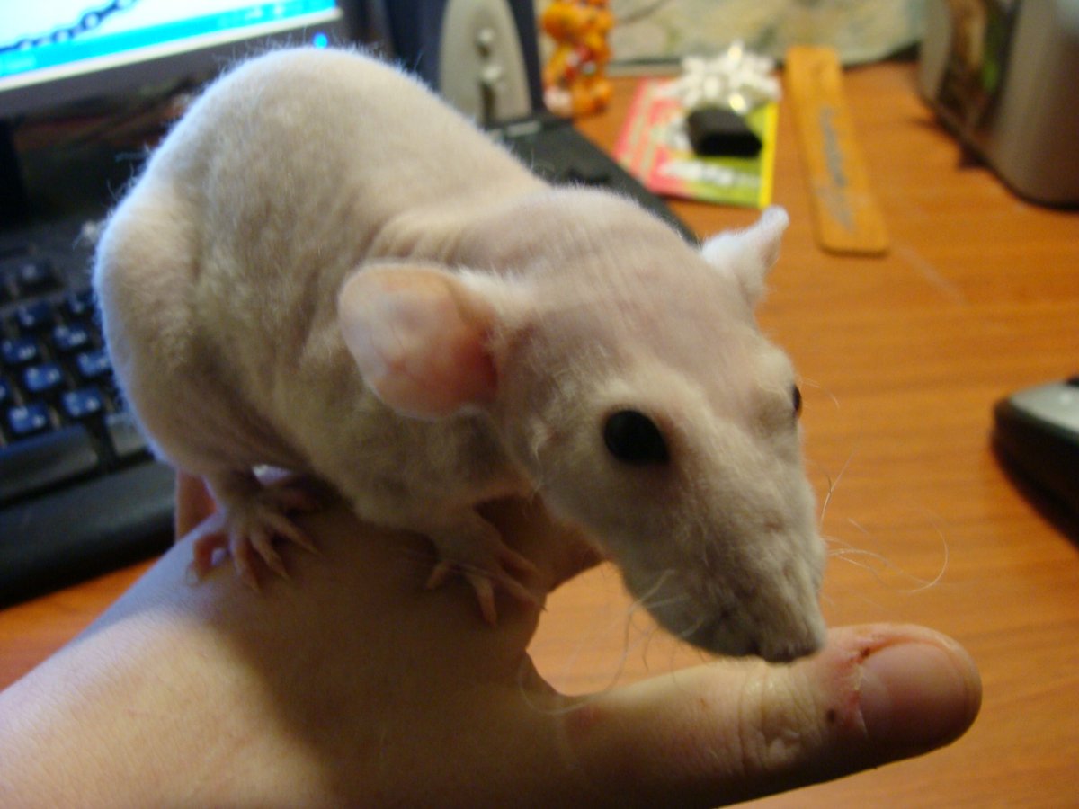 Крысята голубая норка