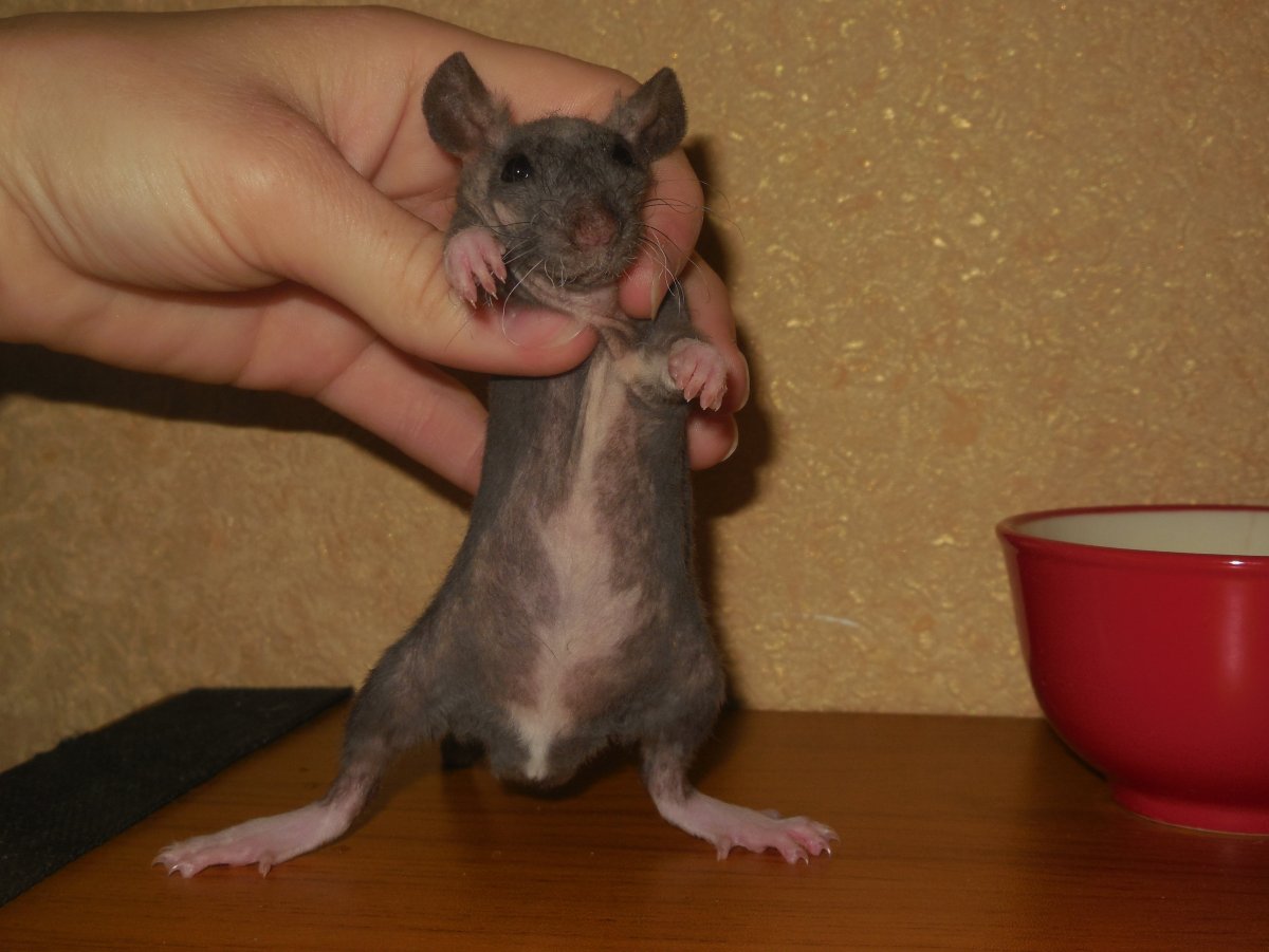 Крысята породы рекс