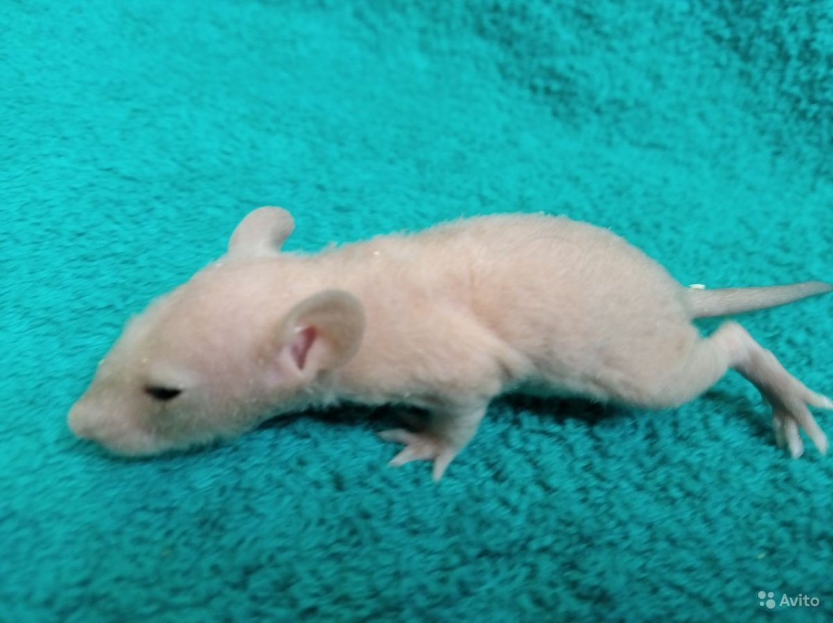 Крыса Дабл рекс