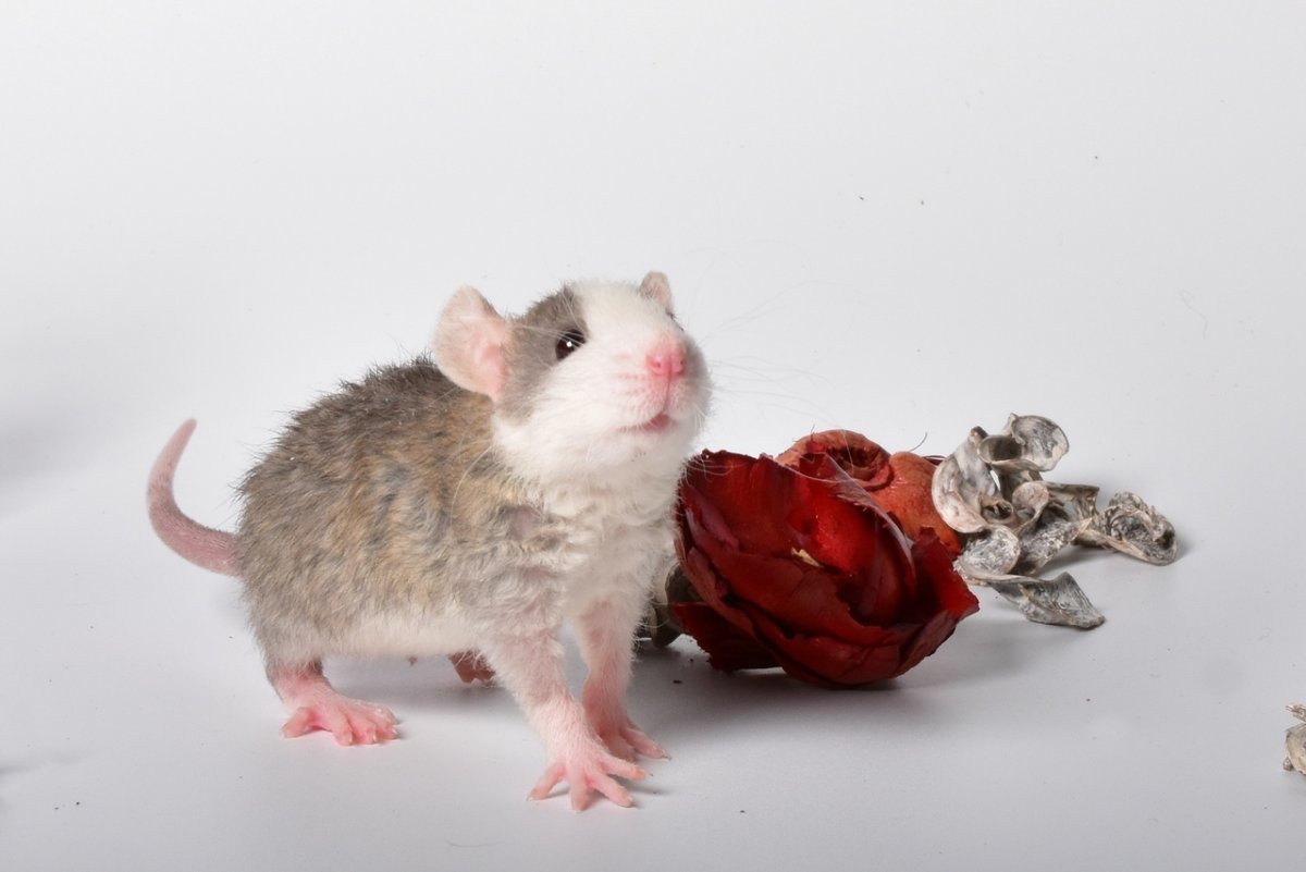 Дамбо Дабл рекс