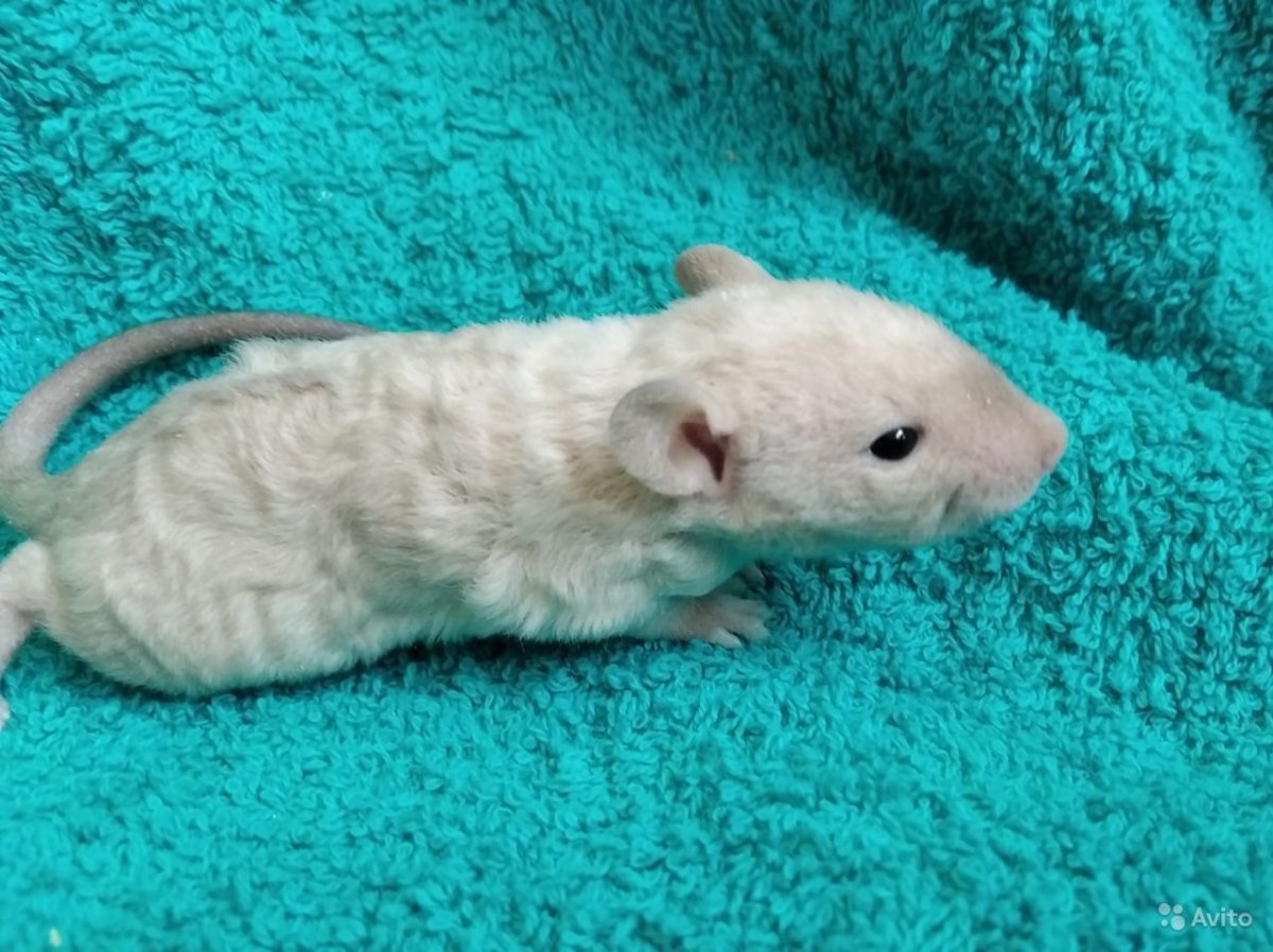 Крысята Дабл рекс