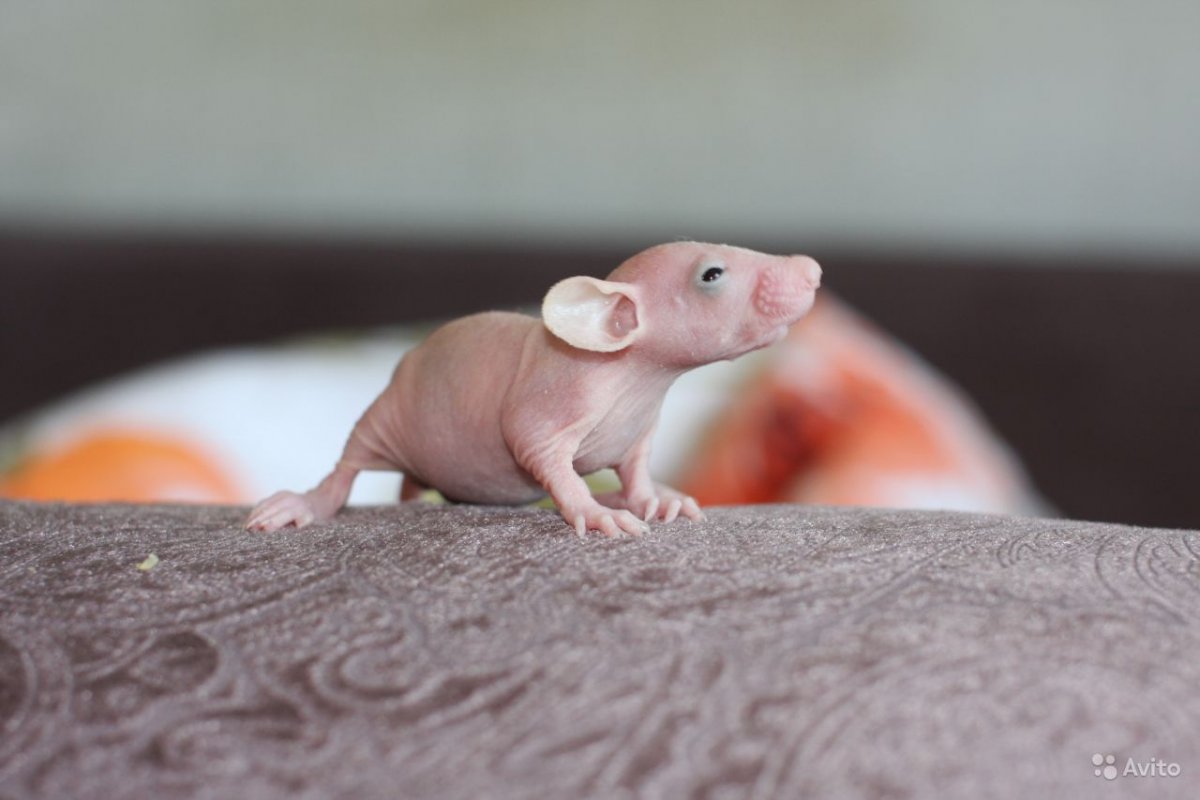 Крыса Дабл рекс