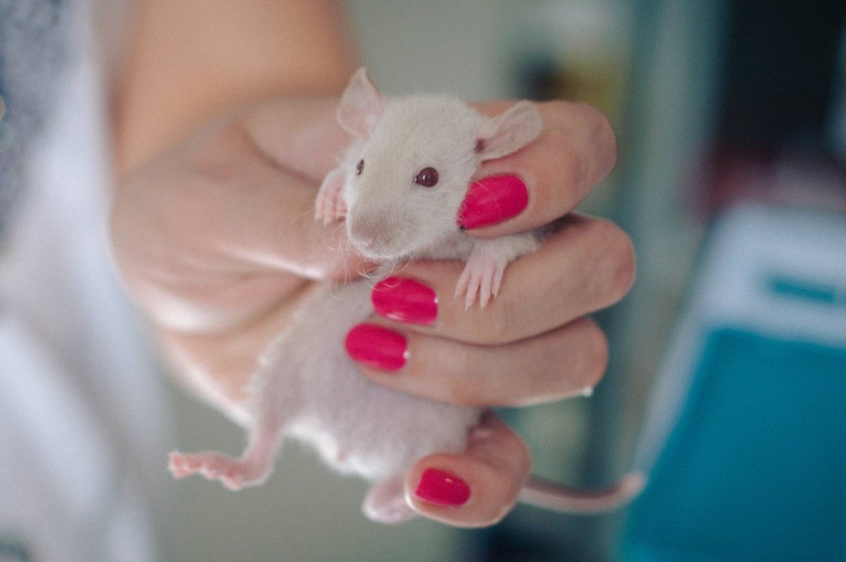 Месячные крысята