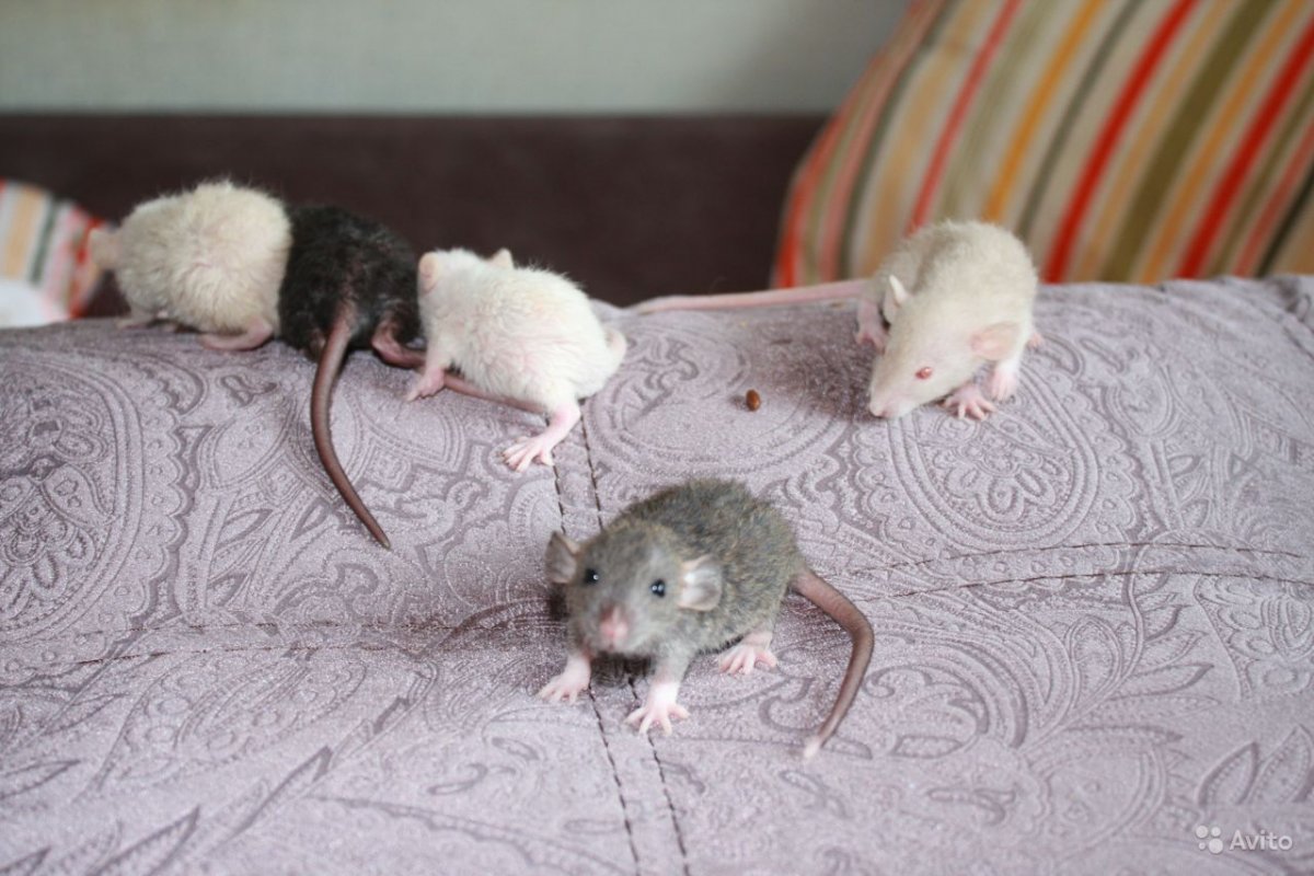 Крыса породы Дамбо рекс