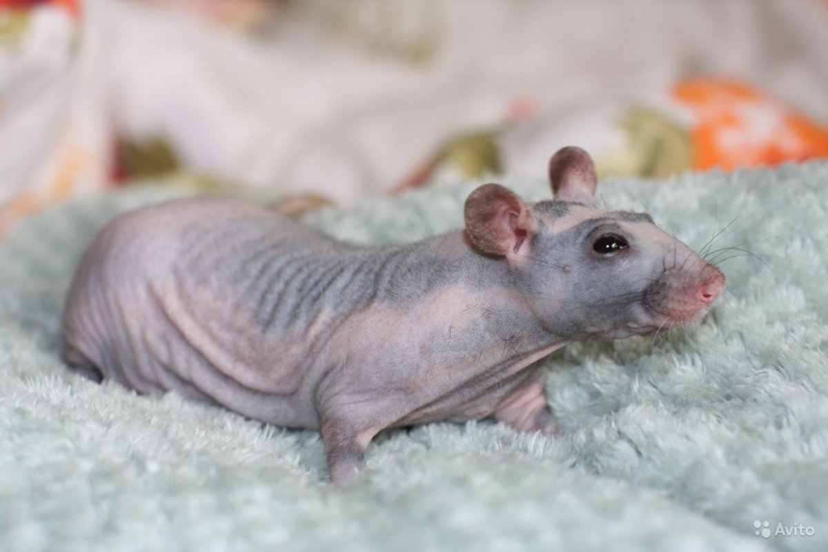 Крыса Корниш рекс