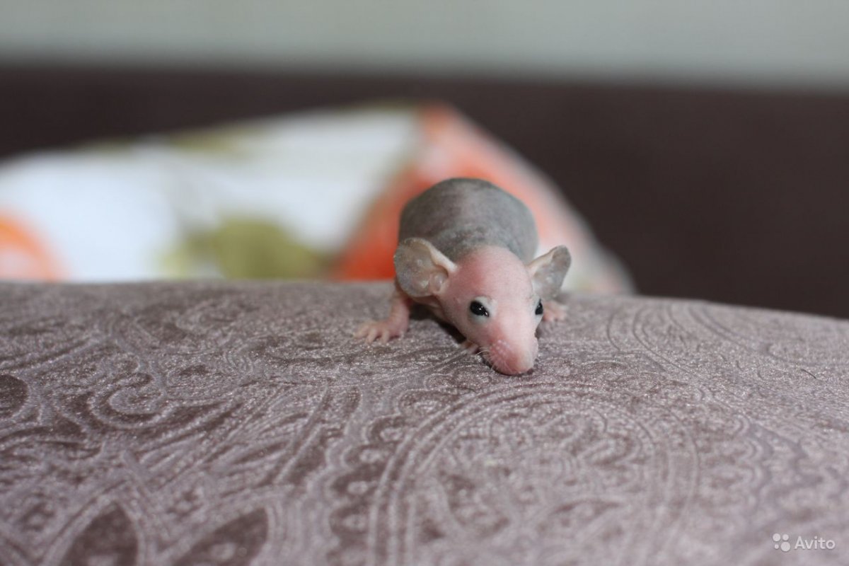 Крыса сфинкс Дабл рекс