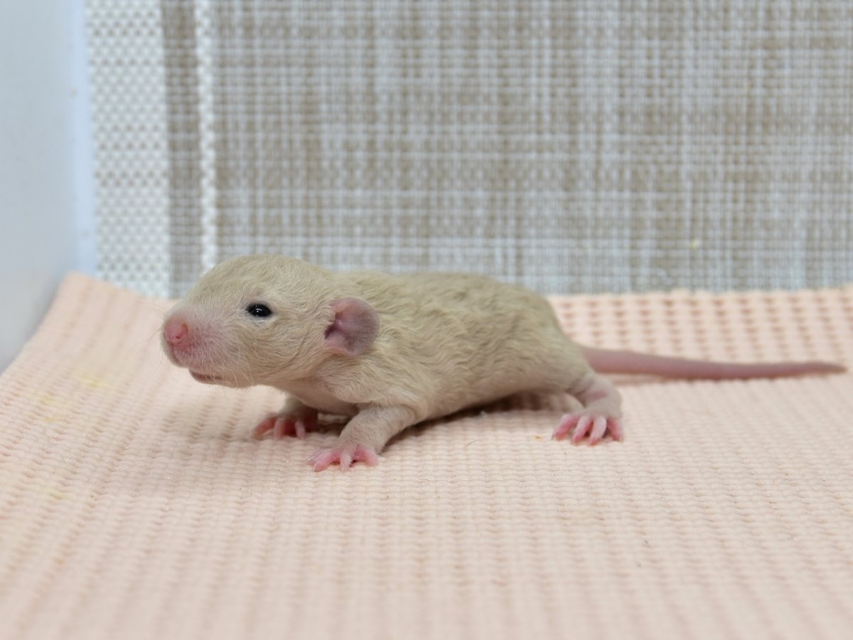 Дамбо Дабл рекс