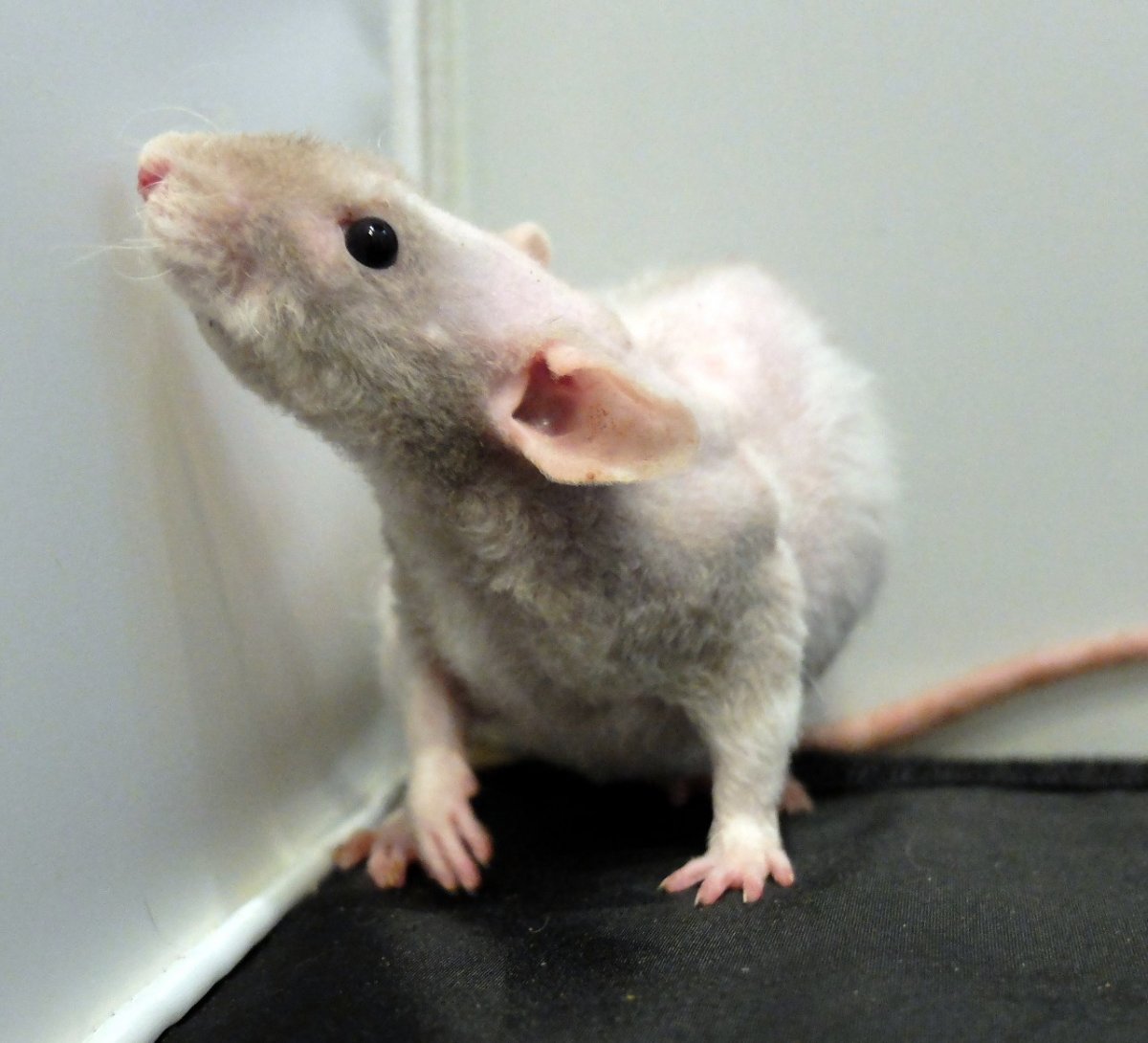 Крысята Дамбо рекс